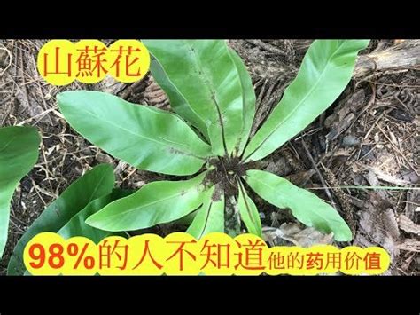 山蘇風水|如何按照風水來擺設南洋山蘇花？（特徵、方位、共同擺設的植物）